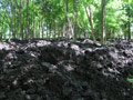 24.05.07. Продолжение уничтожения почвы: поверх земли, взятой из котлована, насыпают 'чернозем'.